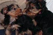 two gorgeous yorkie puppies for adoption to a lovely home 