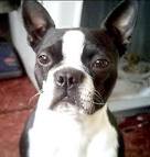 boston terrier puppy for  sale .