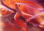 Super Red Arowana Fish and others available for sale.