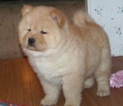 Adorable Chow Chow Puppy For Sale
