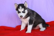 Gorgeous Siberian Husky Puppies With Blue Eyes For Sale