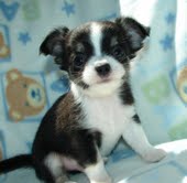cute chihuahua puppies for free adoption