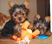 Amazing Yorkie Puppies For Adoption 