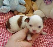 Teacup chihuahua puppies