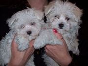 !!Lovely Maltese Puppies for Good Homes