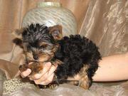 baby Yorkie Puppies Free for Adoption