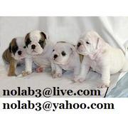 Almost free Lovely AKC English bulldog puppies available for Adoption