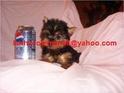 Marvellous Male And Female Teacup Yorkie Puppies 