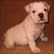 French Bulldog Puppies Available From A New Litter.