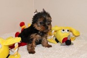 Admirable T-cup Yorkie Puppies Seekign New Homes