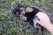Adorable Teacup yorkie puppy for adoption