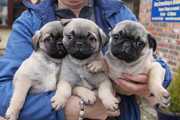 fawn pug puppies for adoption