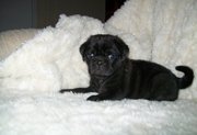Pure Breed Pug Puppies for Sale