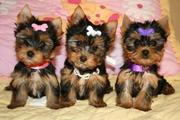 Adorable TeaCup Yorkie Puppies Available