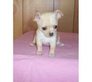 chihuahua puppy for good homes