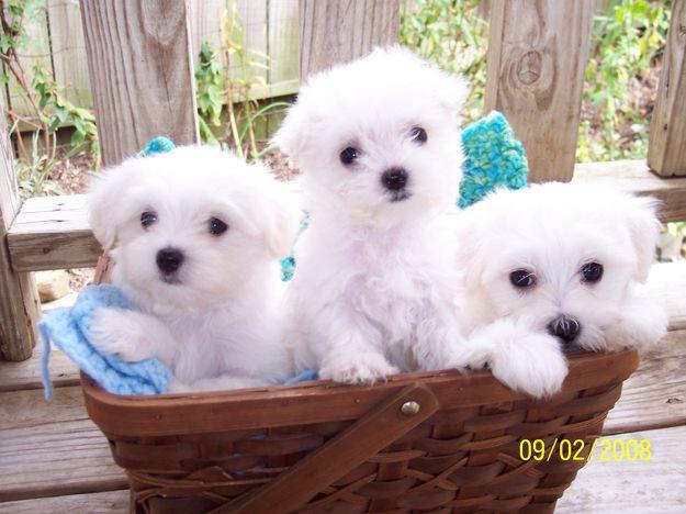 maltese puppies for free adoption