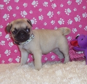   Excellent Pug Puppies For Sale