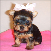 Friendly Yorkshire Terrier Puppies For Sale To Caring Families