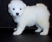 Adorable Samoyed Puppies For Sale To Caring Families